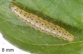 Attēlu rezultāti vaicājumam “Pyrausta aurata”