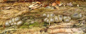 Attēlu rezultāti vaicājumam “Lycogala roseosporum macro”