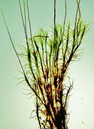 Attēlu rezultāti vaicājumam “Distichium capillaceum”