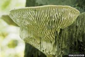 Attēlu rezultāti vaicājumam “Daedalea quercina”