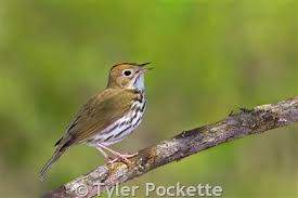 Image result for Seiurus aurocapilla