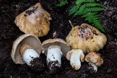 Attēlu rezultāti vaicājumam “Rozites caperata”