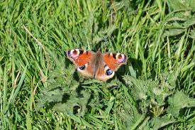 Attēlu rezultāti vaicājumam “Inachis io upperside”
