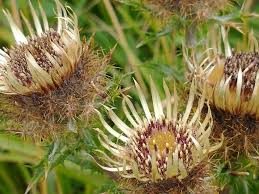 Attēlu rezultāti vaicājumam “Carlina vulgaris”