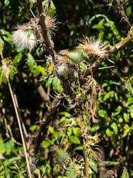 Attēlu rezultāti vaicājumam “Cirsium vulgare flower”