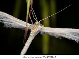 Attēlu rezultāti vaicājumam “Pterophorus pentadactyla”