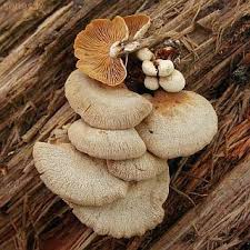 Attēlu rezultāti vaicājumam “Panellus serotinus”