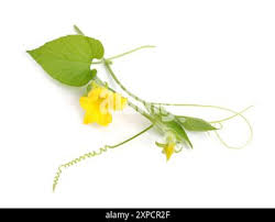 Attēlu rezultāti vaicājumam “Thladiantha dubia flower”