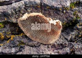 Attēlu rezultāti vaicājumam “Coriolopsis trogii”