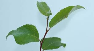 Attēlu rezultāti vaicājumam “Salix caprea leaf”