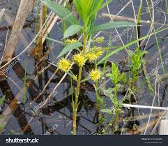 Attēlu rezultāti vaicājumam “Lysimachia thyrsiflora flower”