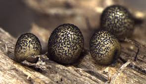 Attēlu rezultāti vaicājumam “Lycogala conicum macro”