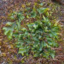 Attēlu rezultāti vaicājumam “Leiocolea collaris”