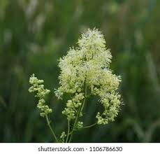 Attēlu rezultāti vaicājumam “Thalictrum flavum bud”