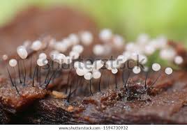 Attēlu rezultāti vaicājumam “Comatricha sp.”