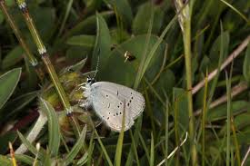 Attēlu rezultāti vaicājumam “Cupido minimus”