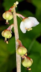 Attēlu rezultāti vaicājumam “Pyrola minor bud”