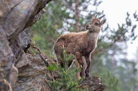 Attēlu rezultāti vaicājumam “Capra juvenile”