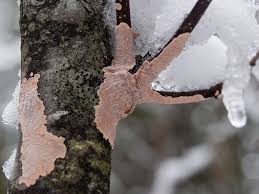 Attēlu rezultāti vaicājumam “Corticium roseum”