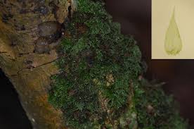 Attēlu rezultāti vaicājumam “Isothecium myosuroides”