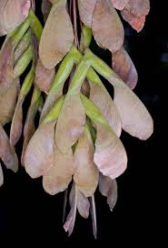 Attēlu rezultāti vaicājumam “Acer negundo female flower”