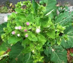 Attēlu rezultāti vaicājumam “Arctium lappa”