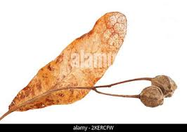 Attēlu rezultāti vaicājumam “Tilia platyphyllos Laciniata fruit”