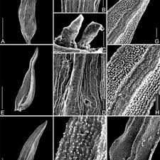Attēlu rezultāti vaicājumam “Orthotrichum cupulatum var. riparium sporophyte”