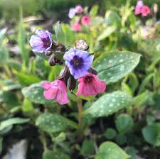 Image result for Pulmonaria officinalis