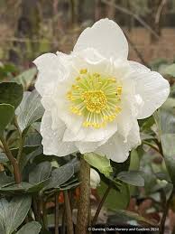Attēlu rezultāti vaicājumam “Helleborus niger”