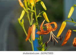 Attēlu rezultāti vaicājumam “Lilium lancifolium bud”
