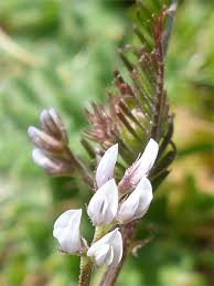 Attēlu rezultāti vaicājumam “Vicia hirsuta bud”