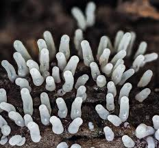 Attēlu rezultāti vaicājumam “Ceratiomyxa fruticulosa sessile”