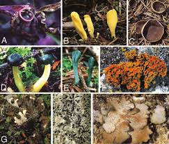 Attēlu rezultāti vaicājumam “Ascomycota”