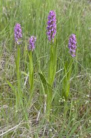 Attēlu rezultāti vaicājumam “Dactylorhiza russowii”