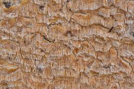 Attēlu rezultāti vaicājumam “Skeletocutis odora”