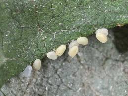 Attēlu rezultāti vaicājumam “Horisme vitalbata”