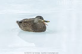 Image result for Anas rubripes