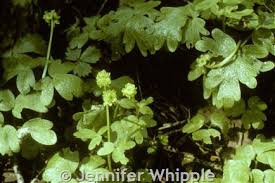 Attēlu rezultāti vaicājumam “Adoxa moschatellina”