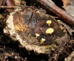 Attēlu rezultāti vaicājumam “Hymenoscyphus fructigenus”