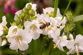 Attēlu rezultāti vaicājumam “Polemonium caeruleum bud”
