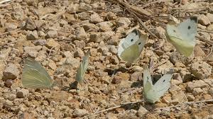 Attēlu rezultāti vaicājumam “Pieris rapae underside”