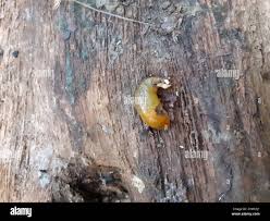 Attēlu rezultāti vaicājumam “Malacolimax tenellus”