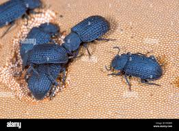 Attēlu rezultāti vaicājumam “Bolitophagus reticulatus imago”