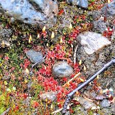 Attēlu rezultāti vaicājumam “Bryum pallens”