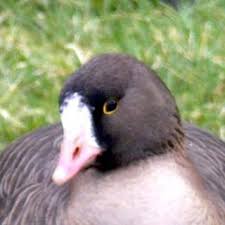 Attēlu rezultāti vaicājumam “Anser anser juvenile”