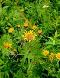 Attēlu rezultāti vaicājumam “Inula salicina flower”