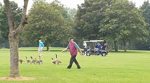 Image result for Downshire Golf Complex