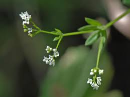 Attēlu rezultāti vaicājumam “Galium rivale flower”