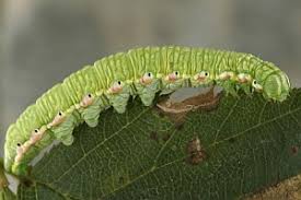 Attēlu rezultāti vaicājumam “Odontosia carmelita”